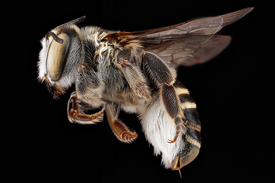 Megachile townsendiana