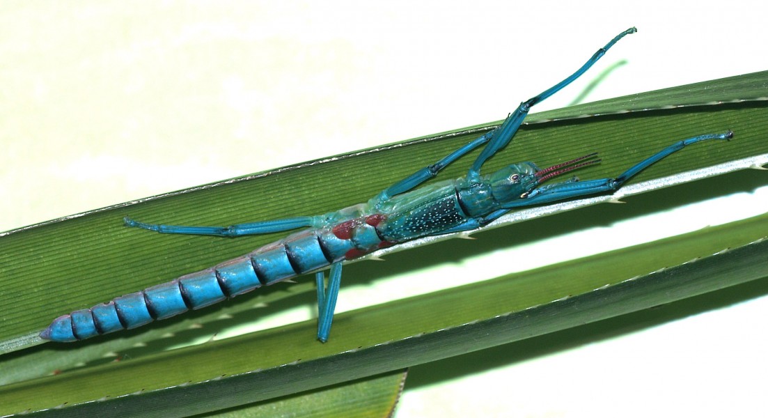 Megacrania.batesii.1