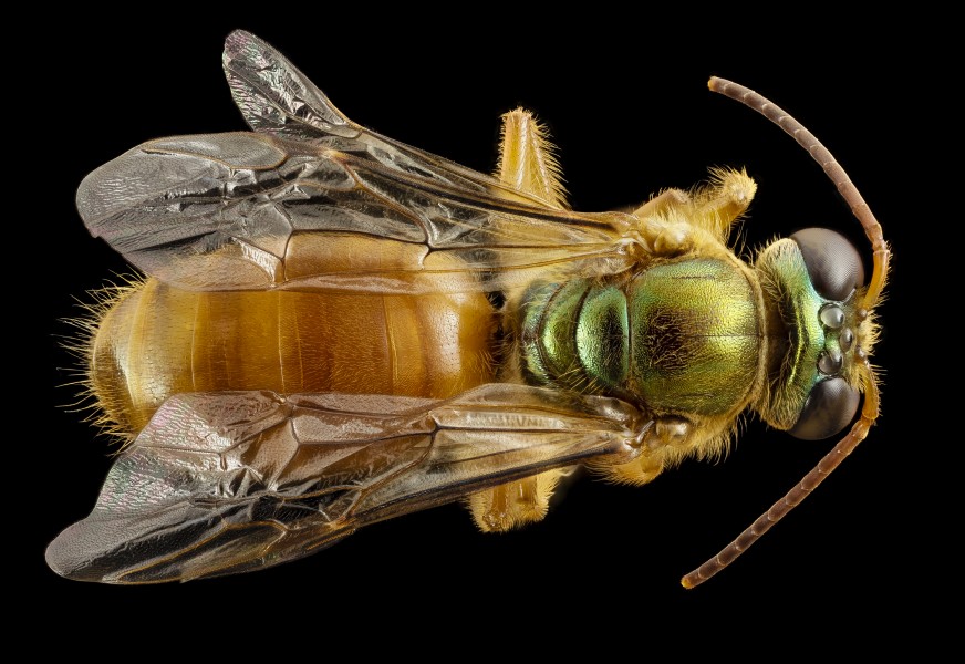 Megalopta genalis, M, back, panama, barocolorado 2014-09-19-16.42.09 ZS PMax (15121607167)