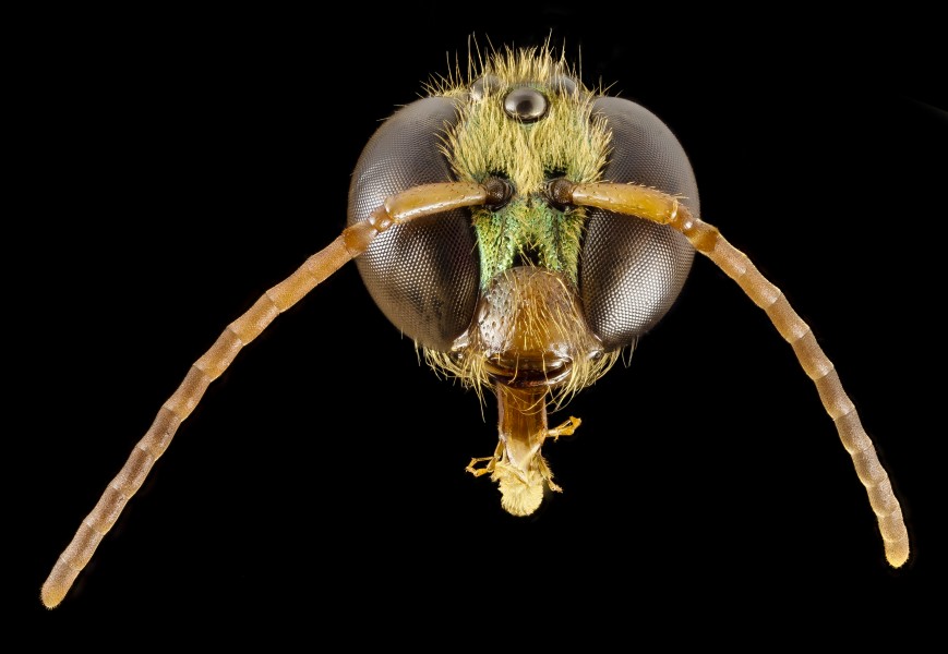 Megalopta genalis, M, face, panama, barocolorado 2014-09-19-16.49.39 ZS PMax (15121397069)