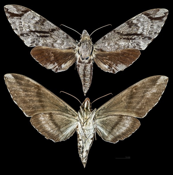 Meganoton analis gressitti MHNT CUT 2010 0 35 Taïwan female
