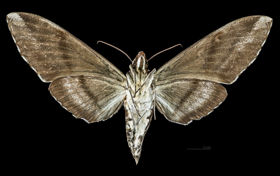 Meganoton analis gressitti MHNT CUT 2010 0 35 Taïwan female ventral