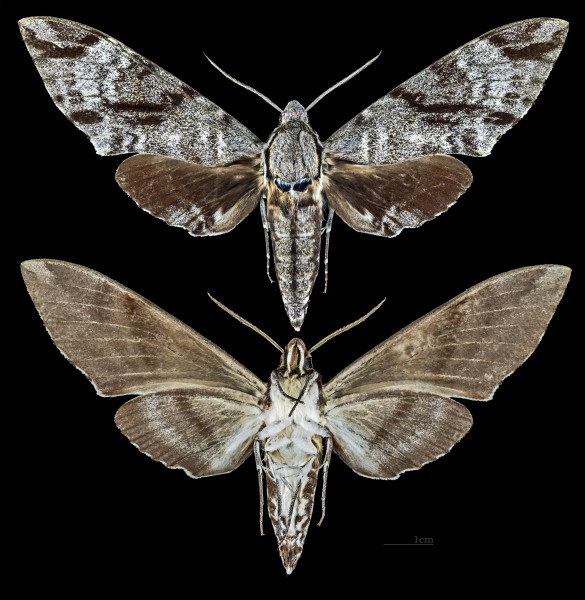 Meganoton analis gressitti MHNT CUT 2010 0 35 Taïwan male