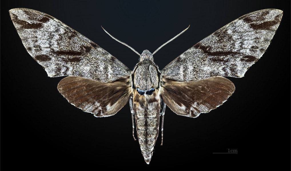 Meganoton analis gressitti MHNT CUT 2010 0 35 Taïwan male dorsal