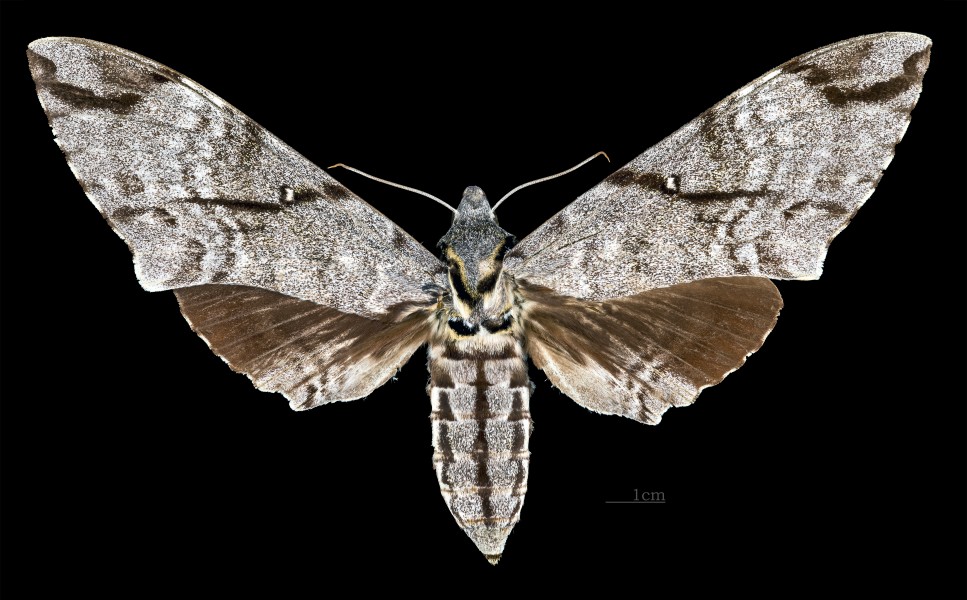 Meganoton analis sumatranus MHNT CUT 2010 0 118 Cameron Highland Malaysia female dorsal