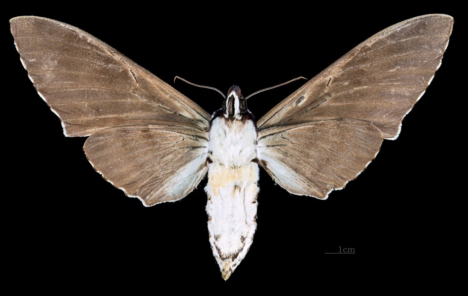 Meganoton analis sumatranus MHNT CUT 2010 0 118 Cameron Highland Malaysia female ventral