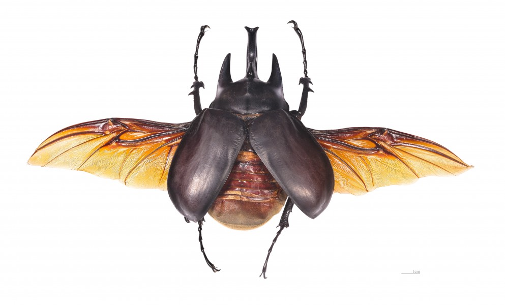 Megasoma actaeon MHNT male vol