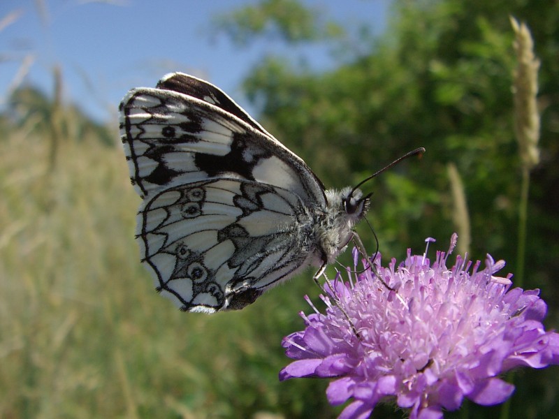 Melanargia galathea-polowiec szachownica
