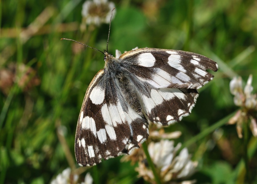 Melanargia galathea qtl2