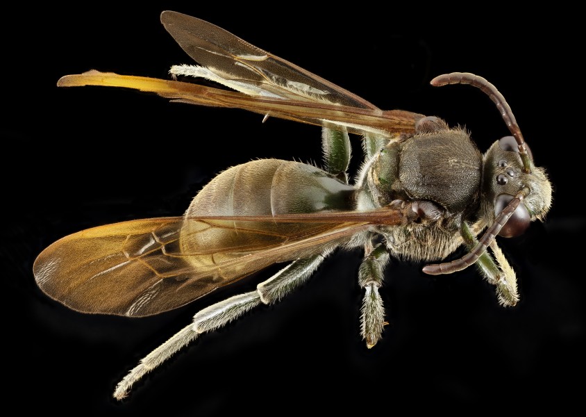 Melanempis scoliiformis,f, madagascar, back 2014-10-11-18.19.16 ZS PMax (15547549620)