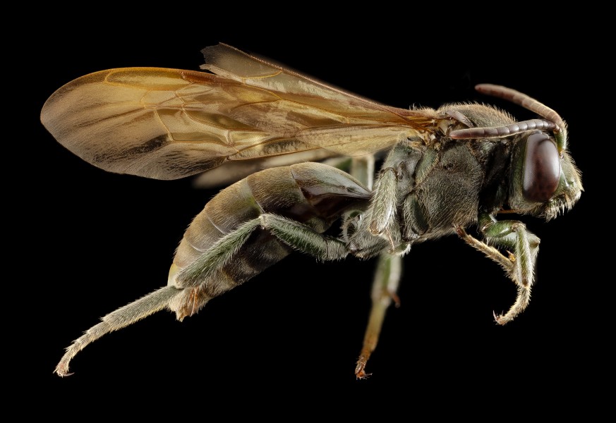 Melanempis scoliiformis,f, madagascar, side 2014-10-11-18.34.56 ZS PMax (15546518579)