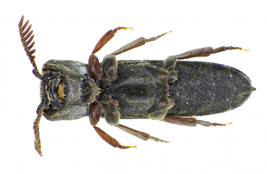 Melasis buprestoides under