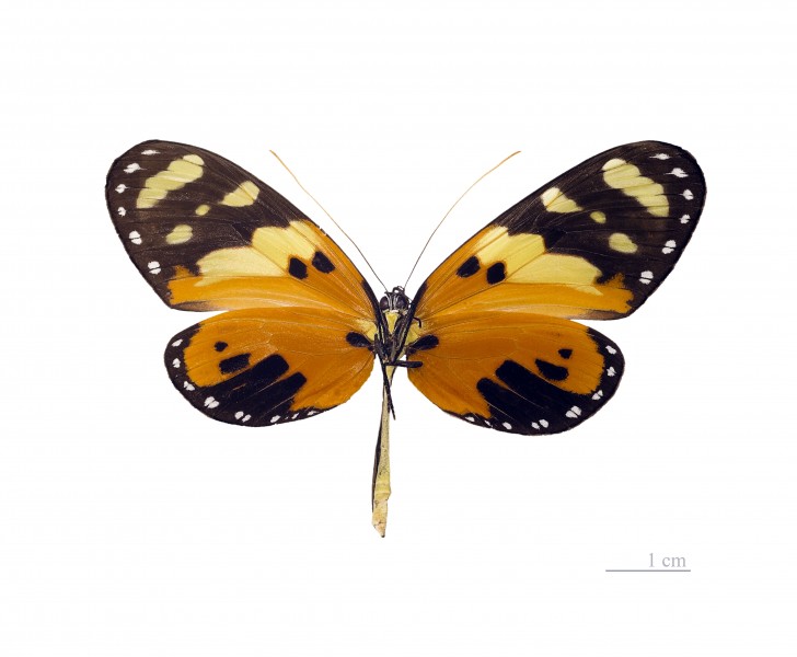 Melinaea ludovica ludovica MHNT ventre