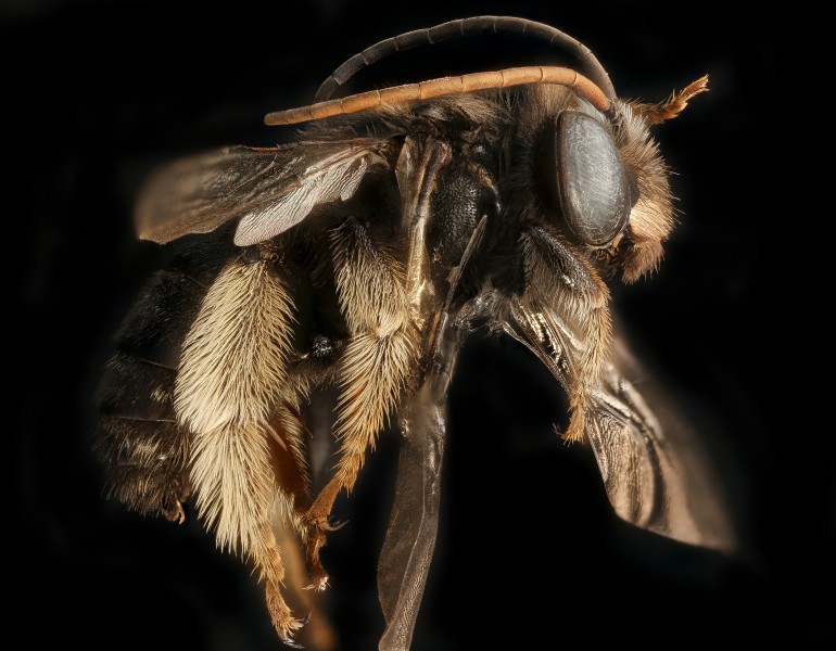 Melissodes bimaculata, m, right side, Caroline Co. Maryland 2016-06-27-15.20.29 ZS PMax UDR (27993469000)