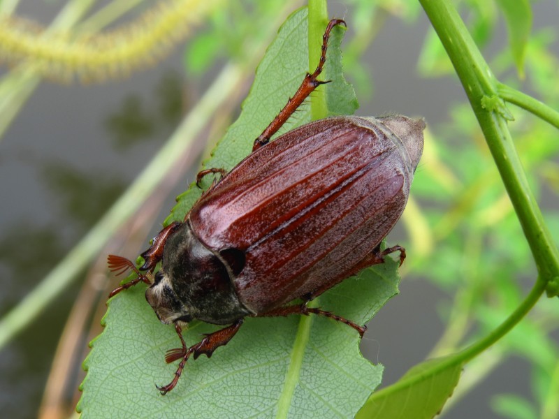 Melolontha hippocastani Desna2