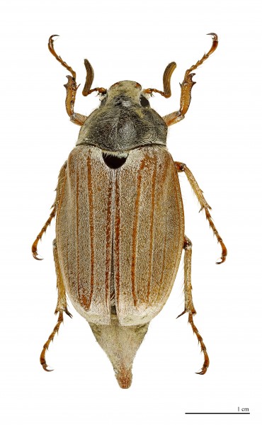 Melolontha melolontha MHNT