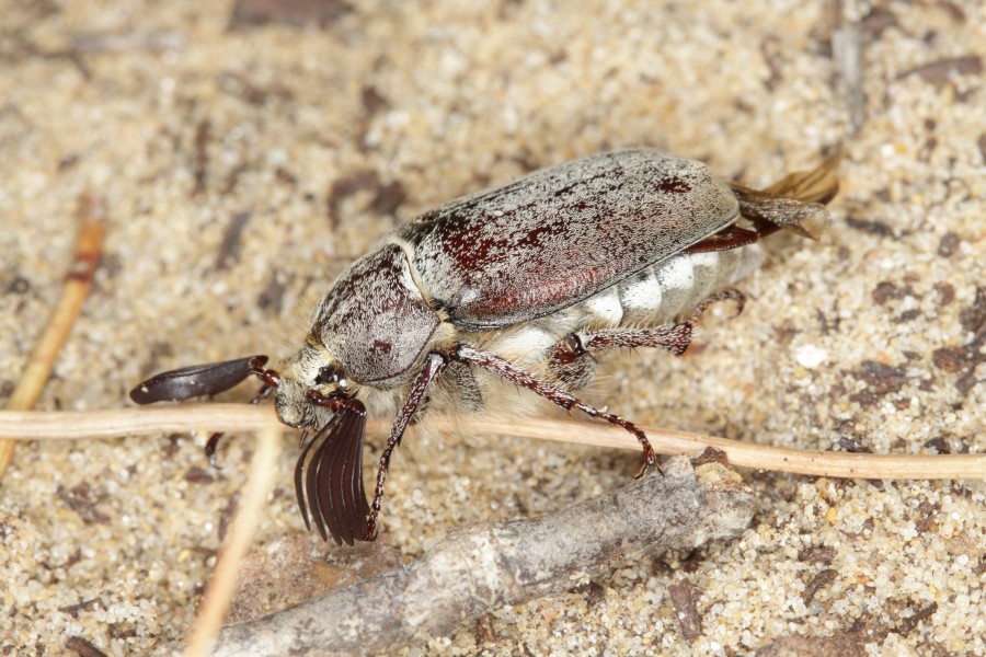 Melolonthinae indet. from Andalusia (8709800076)