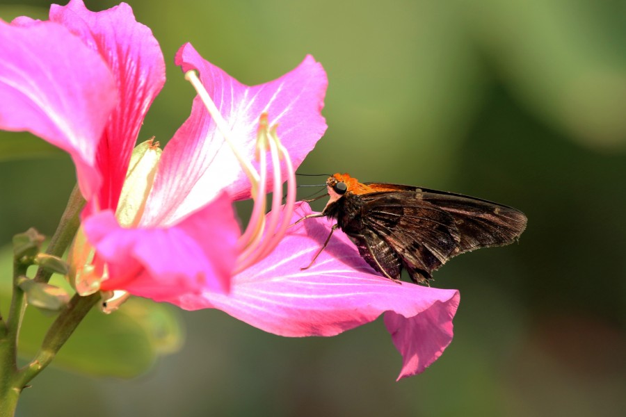 Mercurial skipper (Proteides mercurius jamaicensis)