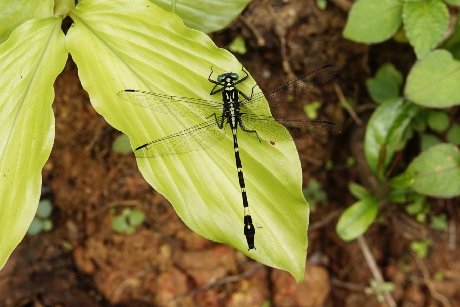 Merogomphus longistigma 4603