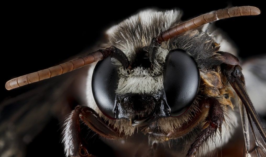 Mesoplia azurea, male, face 2012-06-18-17.17.06 ZS PMax (8214904708)