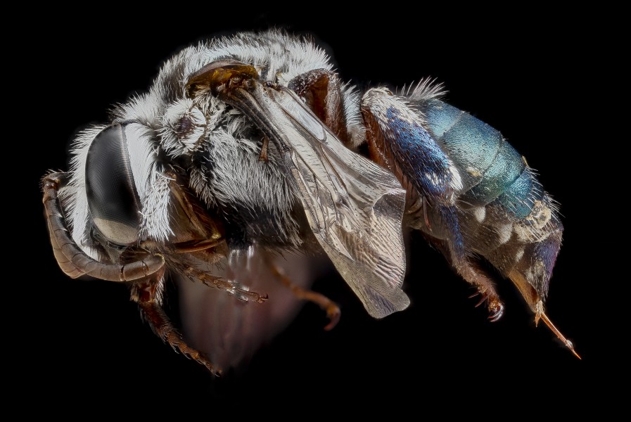Mesoplia azurea female
