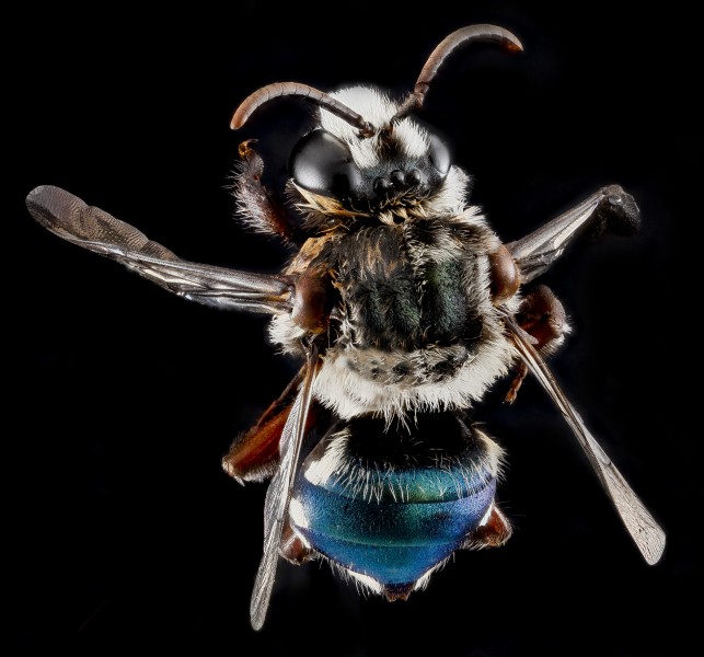 Mesoplia azurea male