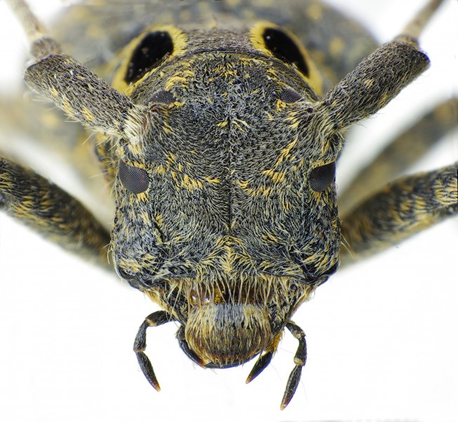 Mesosa curculionoides front