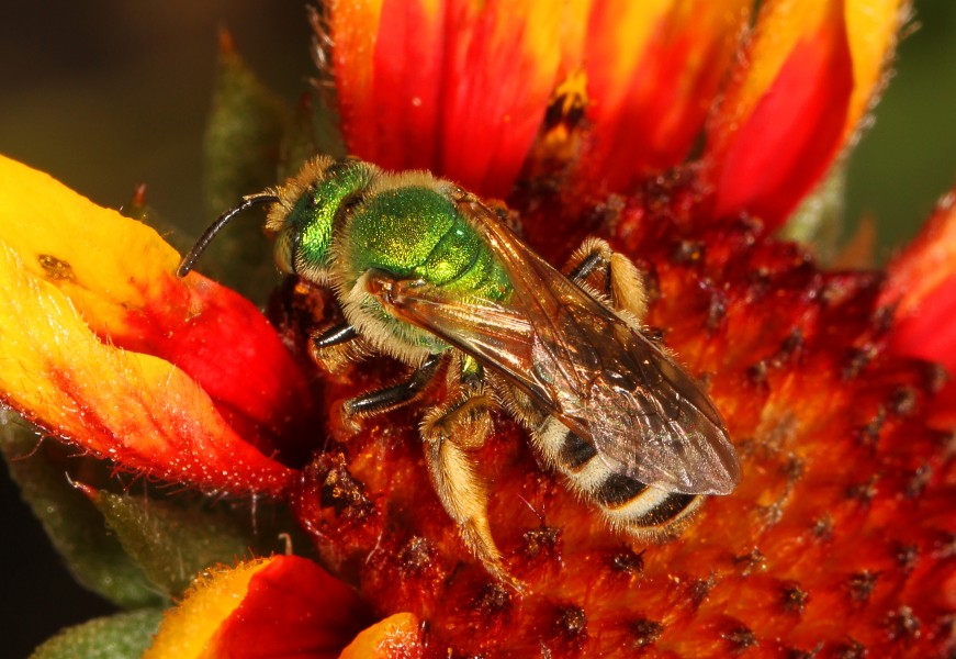 Metallic Green Bee - Agapostemon species, Meadowood Farm SRMA, Mason Neck, Virginia