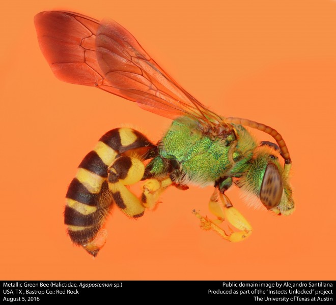 Metallic Green Bee (Halictidae, Agapostemon sp.) (28180444413)
