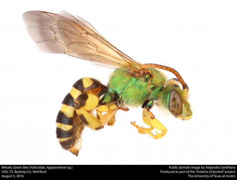 Metallic Green Bee (Halictidae, Agapostemon sp.) (28510992330)