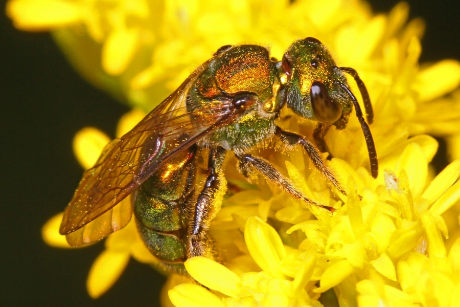 Metallic Sweat Bee - Augochlorella or Augochlora species, near Skyland, Shenandoah National Park, Virginia