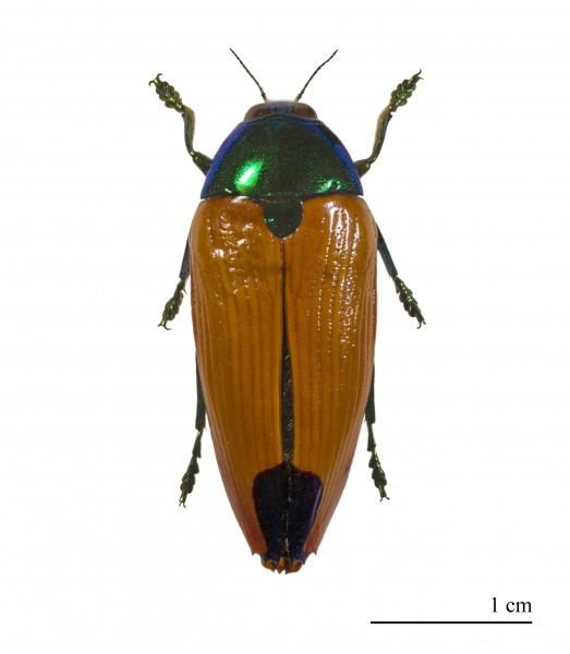 Metaxymorpha gloriosa MHNT.ZOO.2004.0.535