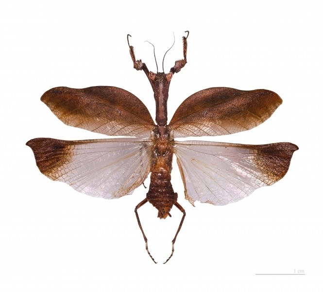 Metilia amazonica MHNT male vol