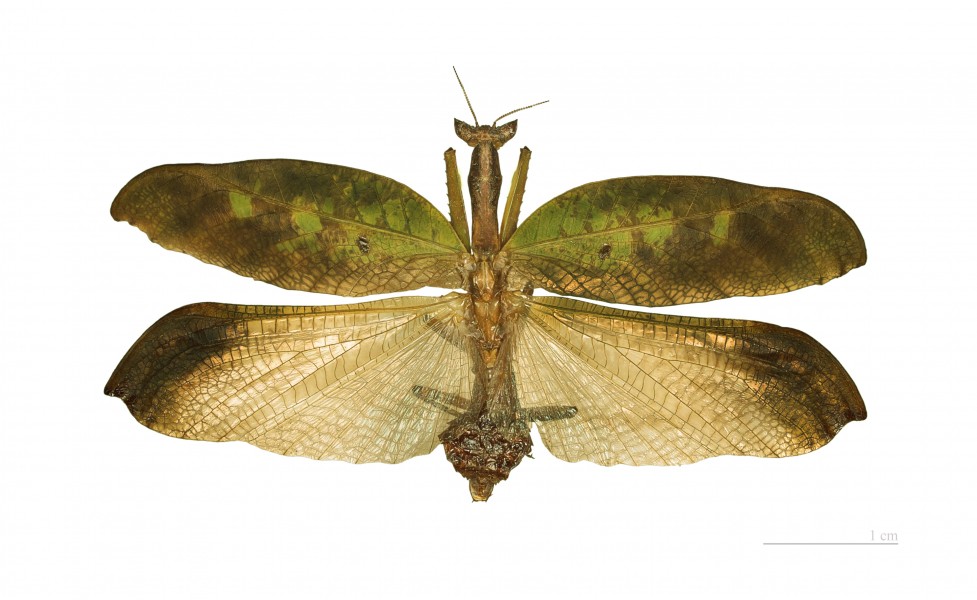 Metilia brunnerii MHNT male vol
