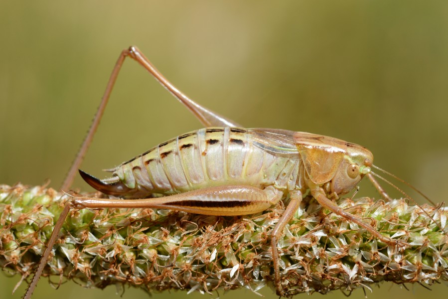 Metrioptera bicolor female (31838930366)