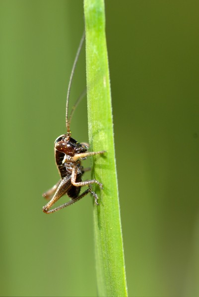 Metrioptera cfr brachyptera (2554850928)