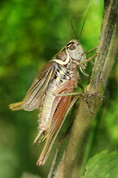 Metrioptera roeseli male Richard Bartz