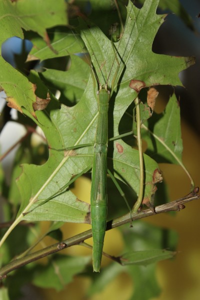 Micadina phluctainoides-female