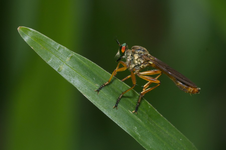 Michotamia-Kadavoor-2016-04-01-001