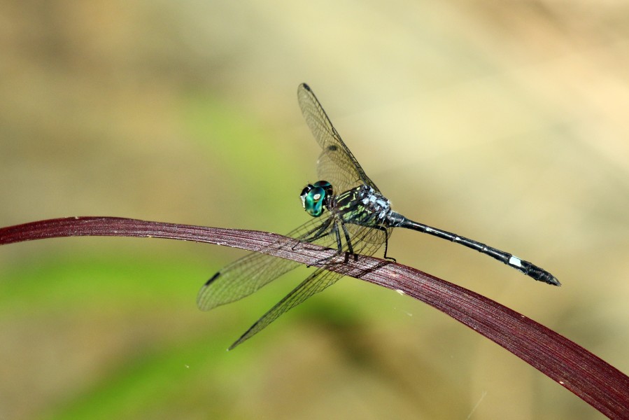 Micrathyria ocellata