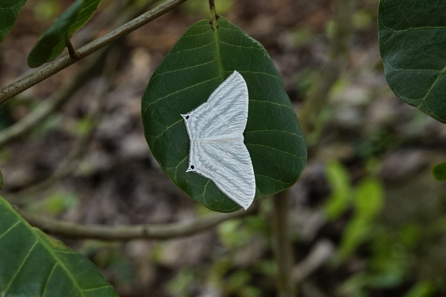 Micronia aculeata 9065
