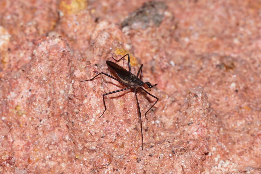 Micropezidae 07914