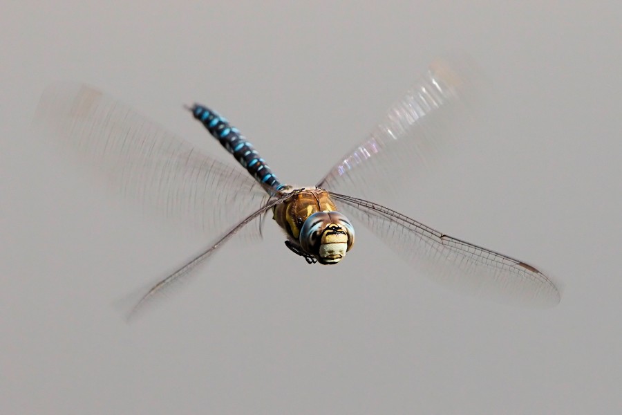 Migrant Hawker - Lackford Lakes (36897120515)