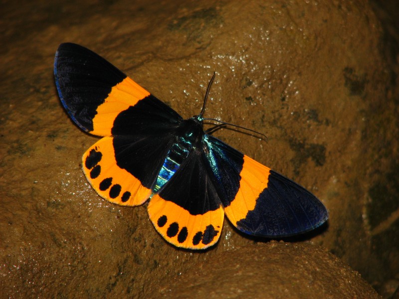 Milionia basalis Day flying Moth from Namdapha Tiger Reserve, Arunachal Pradesh