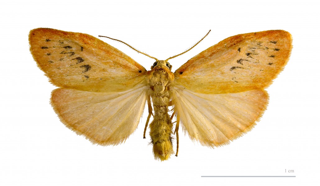 Miltochrista miniata MHNT