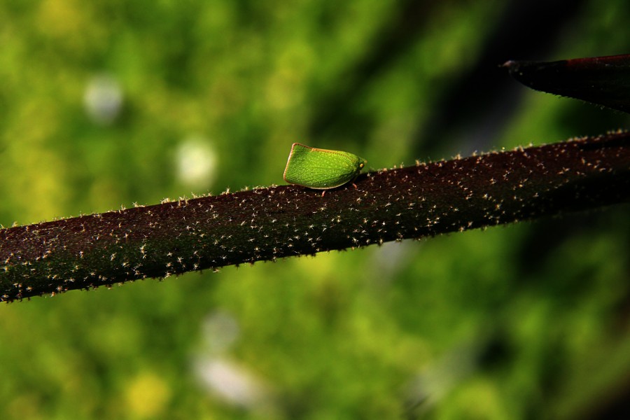 Mimicry of Siphanta acuta
