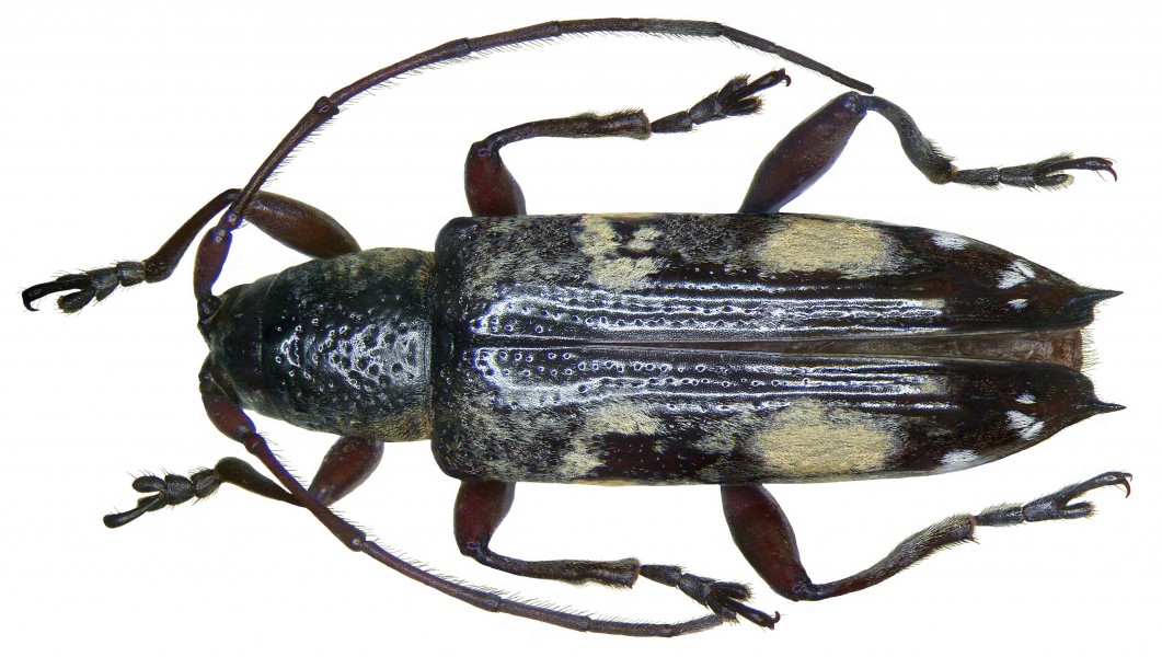 Mimoplocia diverseguttata diversenotata Breuning (2871825529)