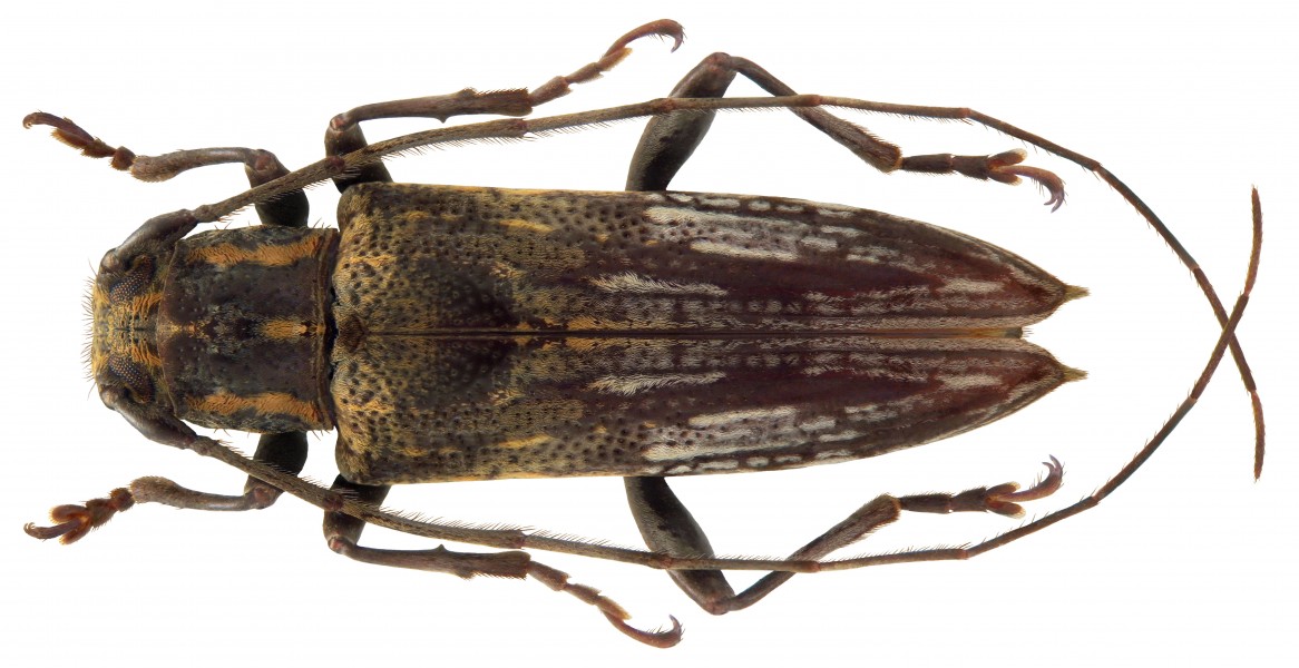 Mimosybra postlineata Hüdepohl, 1994 male (4364651549)