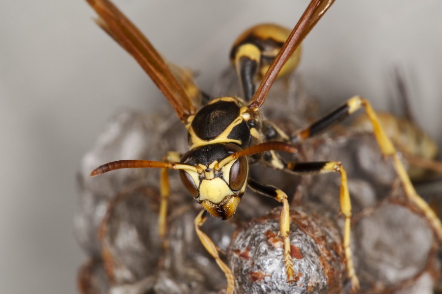 Mischocyttarus flavitarsis Head Closeup