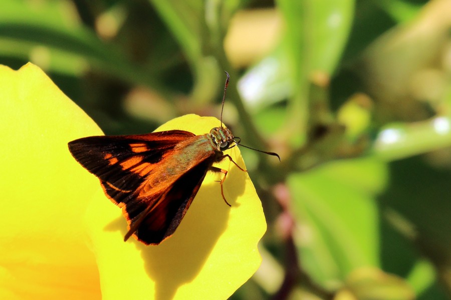 Miss Perkins's branded skipper (Choranthus lilliae) male